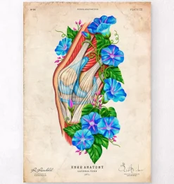 Knie Anatomie II - Floral - Vintage | Codex Anatomicus Hot