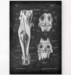 Kniegelenk und Beinmuskeln - Chalkboard | Codex Anatomicus Best