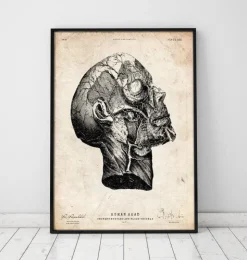 Kopf Anatomie Druck | Codex Anatomicus Best
