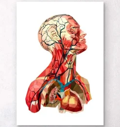 Kopf anatomie I - Geometrisch | Codex Anatomicus Best