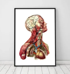 Kopf anatomie I - Geometrisch | Codex Anatomicus Best