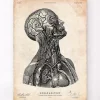 Kopf anatomie VI | Codex Anatomicus Online