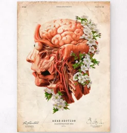 Kopf, Gehirn und Arterien - Floral - Altes Papier | Codex Anatomicus Online