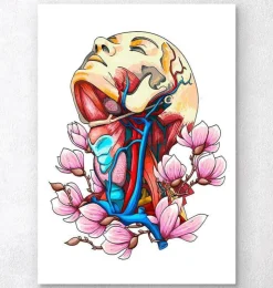 Kopf, Hals und Arterien - Florale | Codex Anatomicus Online