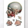 Kopf und Nasen Anatomie - Geometrisch | Codex Anatomicus Clearance