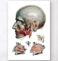 Kopf und Nasen Anatomie - Geometrisch | Codex Anatomicus Clearance