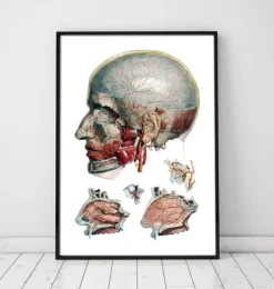 Kopf und Nasen Anatomie - Geometrisch | Codex Anatomicus Clearance
