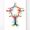 Kreis von Willis - Aquarell | Codex Anatomicus Hot