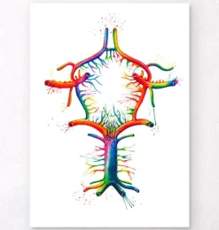 Kreis von Willis - Aquarell | Codex Anatomicus Hot