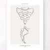 Kreuzbein und Steißbein - Line-Art | Codex Anatomicus Clearance