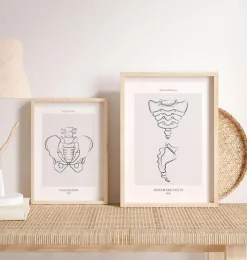 Kreuzbein und Steißbein - Line-Art | Codex Anatomicus Clearance