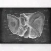 Leber Anatomie - Chalkboard | Codex Anatomicus Best