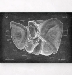 Leber Anatomie - Chalkboard | Codex Anatomicus Best