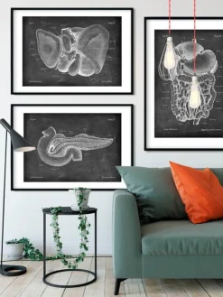 Leber Anatomie - Chalkboard | Codex Anatomicus Best