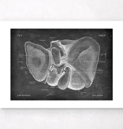 Leber Anatomie - Chalkboard | Codex Anatomicus Best