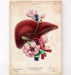 Leber Anatomie - Floral - Altes Papier | Codex Anatomicus Best