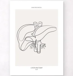 Leber Anatomie - Line-Art | Codex Anatomicus Online