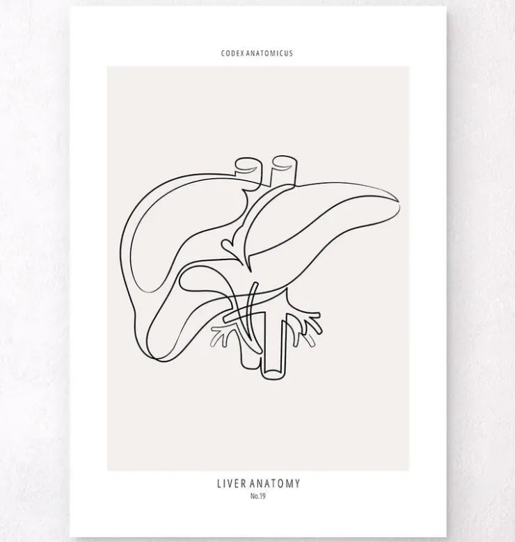 Leber Anatomie - Line-Art | Codex Anatomicus Online