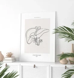 Leber Anatomie - Line-Art | Codex Anatomicus Online