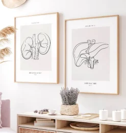 Leber Anatomie - Line-Art | Codex Anatomicus Online