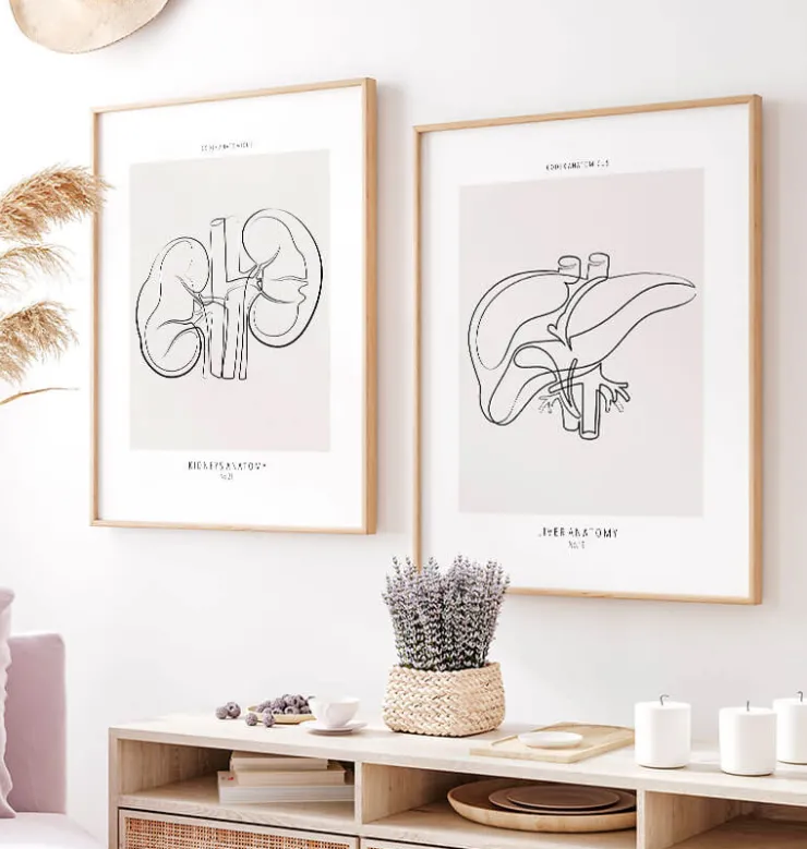 Leber Anatomie - Line-Art | Codex Anatomicus Online