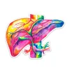 Leber Anatomie Aufkleber - Aquarell | Codex Anatomicus Sale