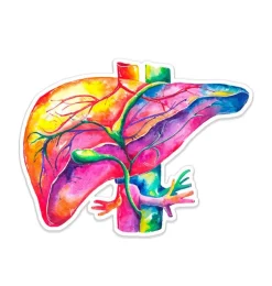 Leber Anatomie Aufkleber - Aquarell | Codex Anatomicus Sale
