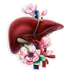 Leber Anatomie Aufkleber - Floral | Codex Anatomicus Discount