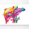 Leber Anatomie Kunst - Aquarell | Codex Anatomicus Sale