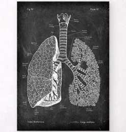 Lunge Anatomie - Chalkboard | Codex Anatomicus Best