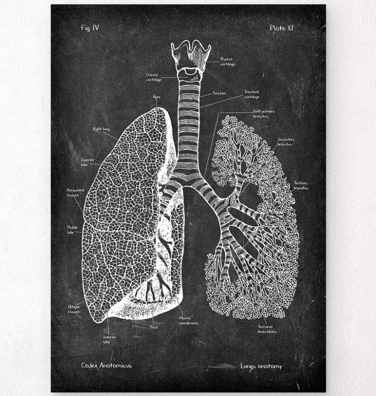 Lunge Anatomie - Chalkboard | Codex Anatomicus Best