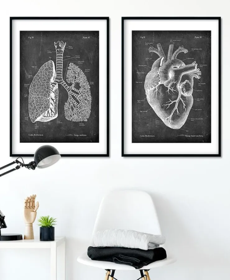 Lunge Anatomie - Chalkboard | Codex Anatomicus Best