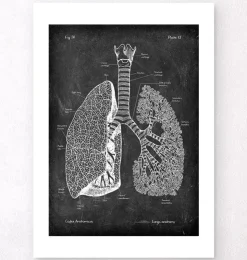 Lunge Anatomie - Chalkboard | Codex Anatomicus Best
