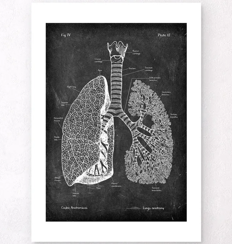 Lunge Anatomie - Chalkboard | Codex Anatomicus Best