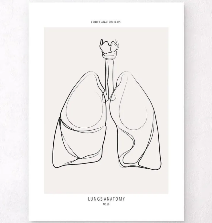 Lunge Anatomie - Line-Art | Codex Anatomicus New