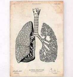Lunge Anatomie - Vintage | Codex Anatomicus New