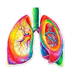 Lungen Anatomie Aufkleber - Aquarell | Codex Anatomicus Hot