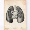 Lungen anatomie II | Codex Anatomicus Best