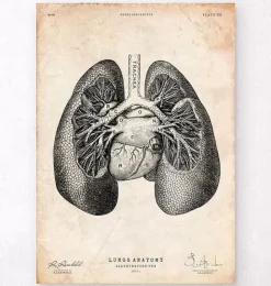 Lungen anatomie II | Codex Anatomicus Best