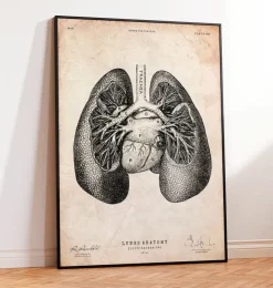 Lungen anatomie II | Codex Anatomicus Best