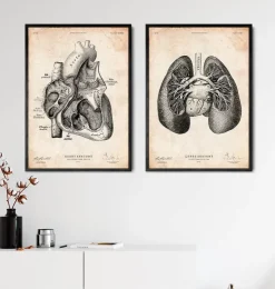 Lungen anatomie II | Codex Anatomicus Best