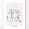 Lungenabschnitt - Line-Art | Codex Anatomicus Outlet
