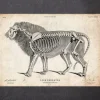 Löwen Anatomie | Codex Anatomicus Fashion