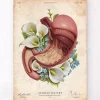 Magen Anatomie - Floral - Vintage | Codex Anatomicus Online