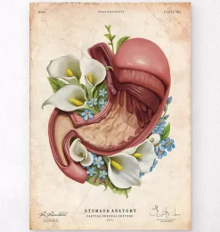 Magen Anatomie - Floral - Vintage | Codex Anatomicus Online