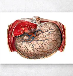 Magen Anatomie - Geometrische | Codex Anatomicus Outlet