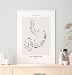 Magen Anatomie - Line-Art | Codex Anatomicus Sale