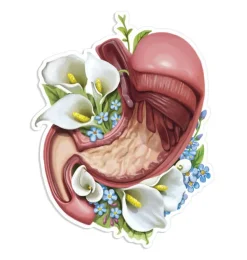 Magen Anatomie Aufkleber - Floral | Codex Anatomicus Clearance