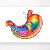 Magen Anatomie Kunst - Aquarell | Codex Anatomicus Sale