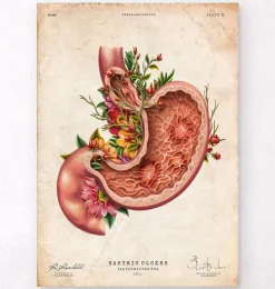 Magengeschwür - Floral - Vintage | Codex Anatomicus Clearance